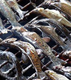 Yanahurco Fischen